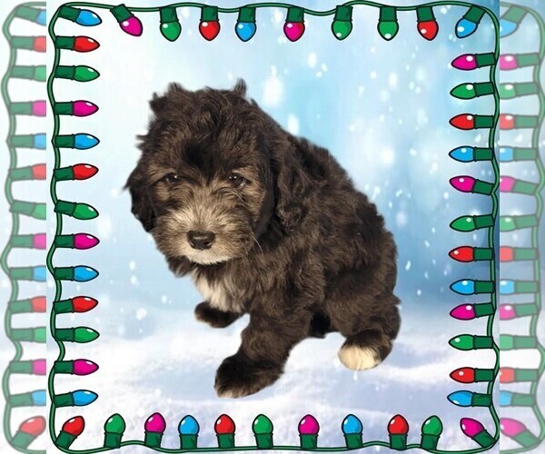 Medium Photo #7 Bernedoodle (Miniature) Puppy For Sale in PEYTON, CO, USA