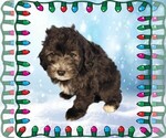 Small #2 Bernedoodle (Miniature)