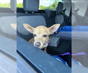 Chihuahua Dogs for adoption in San Antonio, TX, USA