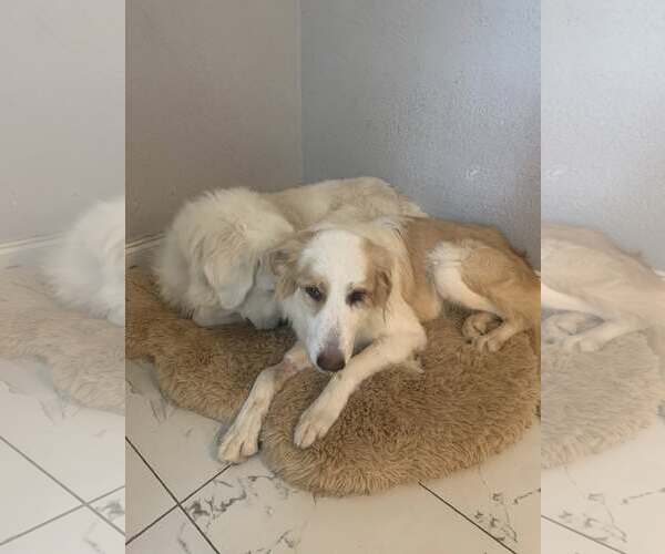 Medium Photo #4 Great Pyrenees-Unknown Mix Puppy For Sale in Dallas, TX, USA