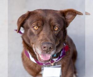 Labrador Retriever-Unknown Mix Dogs for adoption in San Diego, CA, USA