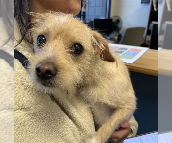 Medium Photo #1 Cairn Terrier-Unknown Mix Puppy For Sale in Alameda, CA, USA