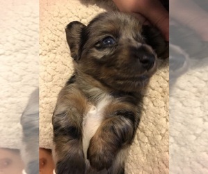 Dachshund Puppy for sale in LIVE OAK, TX, USA