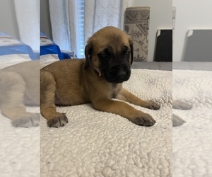 Mastiff Puppy for sale in NEW BEDFORD, MA, USA