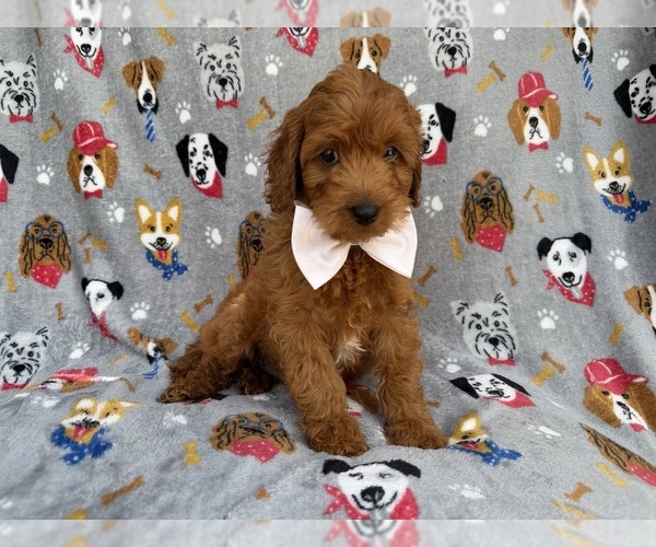 Medium Photo #5 Cavapoo (Miniature) Puppy For Sale in LAKELAND, FL, USA