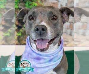 American Staffordshire Terrier-Boxer Mix Dogs for adoption in Kennesaw, GA, USA