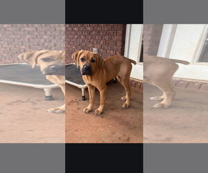 Ginger - Female Brazilian Mastiff-Unknown Mix Dog for Adoption - Photo #3