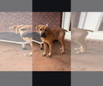 Small Photo #3 Brazilian Mastiff-Unknown Mix Puppy For Sale in Sanford, FL, USA