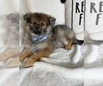 Small #2 Pomeranian