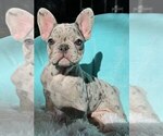 Small #8 French Bulldog