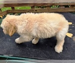 Small #5 Goldendoodle