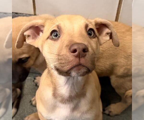 Medium Photo #1 Mutt Puppy For Sale in San Antonio, TX, USA