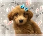 Small Photo #4 Aussiedoodle Puppy For Sale in LAKELAND, FL, USA