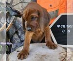 Small #2 Redbone Coonhound