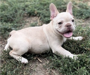 French Bulldog Puppy for sale in YAKIMA, WA, USA