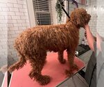 Small Photo #2 Labradoodle Puppy For Sale in Holly Springs, NC, USA