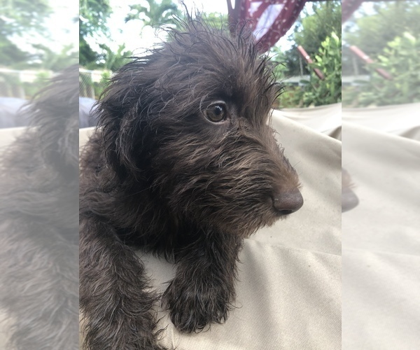 Medium Photo #4 Aussiedoodle Puppy For Sale in FT LAUDERDALE, FL, USA