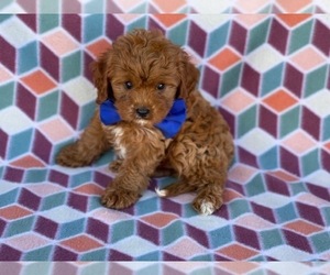 Cavapoo Puppy for sale in LANCASTER, PA, USA