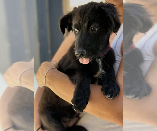 Medium Photo #8 Colonial Cocker Spaniel-Unknown Mix Puppy For Sale in Dana Point, CA, USA