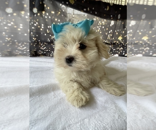 Medium Photo #3 Maltese Puppy For Sale in LANCASTER, PA, USA