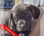 Small Sheprador