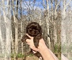 Puppy Eli Shih Tzu