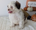 Small #6 ShihPoo