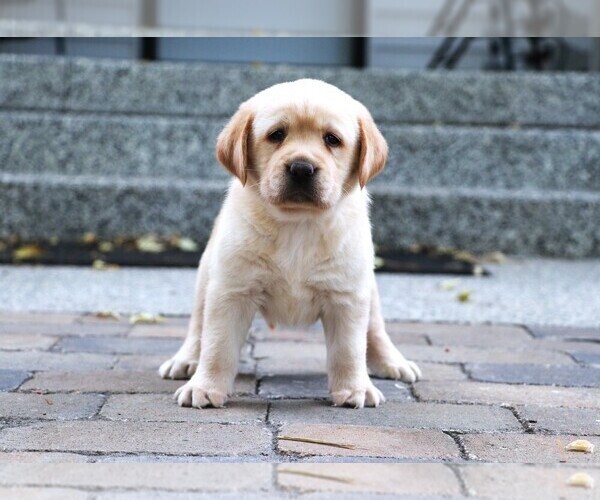 Medium Photo #14 Labrador Retriever Puppy For Sale in SYRACUSE, IN, USA