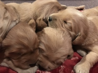 Golden Retriever Puppy for sale in NEEDMORE, PA, USA