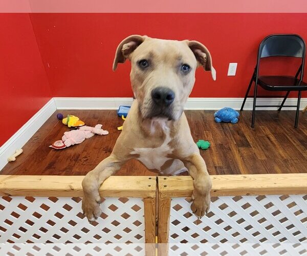 Medium Photo #7 American Pit Bull Terrier-Bulldog Mix Puppy For Sale in Dallas, TX, USA