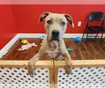 Small Photo #7 American Pit Bull Terrier-Bulldog Mix Puppy For Sale in Dallas, TX, USA