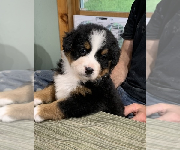 Medium Photo #7 Bernese Mountain Dog Puppy For Sale in RICHFIELD SPRINGS, NY, USA