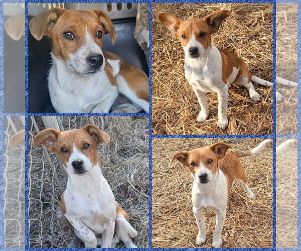 Medium Photo #1 Dachshund-Unknown Mix Puppy For Sale in Blacksburg, SC, USA