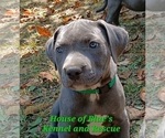 Small Photo #9 American Pit Bull Terrier Puppy For Sale in DELAWARE, OH, USA