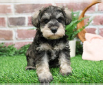 Small Photo #17 Schnauzer (Miniature) Puppy For Sale in SYRACUSE, IN, USA
