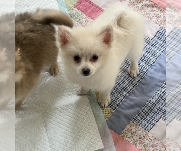 Medium Photo #4 Pomeranian Puppy For Sale in MARTINSVILLE, IN, USA
