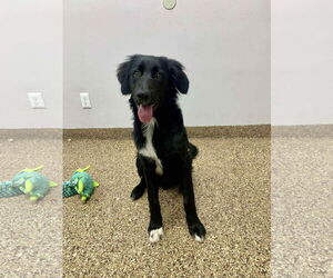 Border Collie-Unknown Mix Dogs for adoption in San Diego, CA, USA