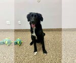 Small Border Collie Mix