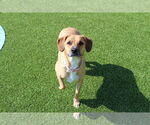 Small #1 Beagle Mix