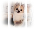 Small Photo #1 Chihuahua Puppy For Sale in HUGGINS, MO, USA