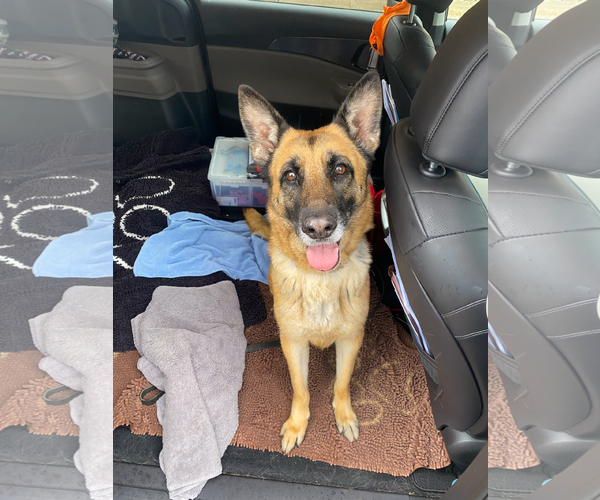 Medium Photo #2 German Shepherd Dog Puppy For Sale in Millburn, NJ, USA