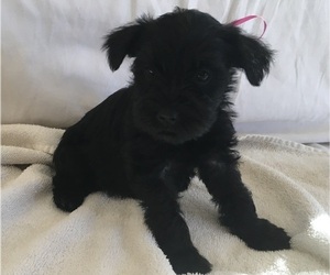 Schnauzer (Miniature) Puppy for Sale in GREENEVILLE, Tennessee USA