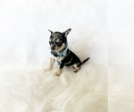 Small #6 Chihuahua