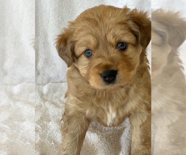 Medium Photo #1 F2 Aussiedoodle Puppy For Sale in COLUMBIA, TN, USA