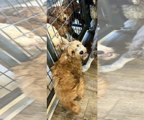 Medium Photo #3 Australian Labradoodle Puppy For Sale in WINDSOR, SC, USA
