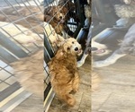 Bridger - Male Australian Labradoodle Dog for Adoption - Photo #3