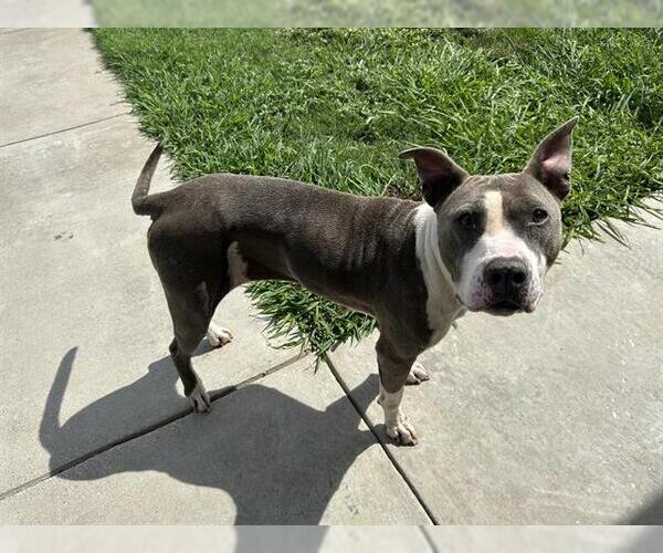 Medium Photo #2 American Staffordshire Terrier-Unknown Mix Puppy For Sale in Grand Prairie, TX, USA