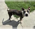 Small #1 American Staffordshire Terrier Mix