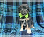 Small #5 Miniature Australian Shepherd