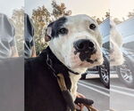 Small #6 Staffordshire Bull Terrier Mix